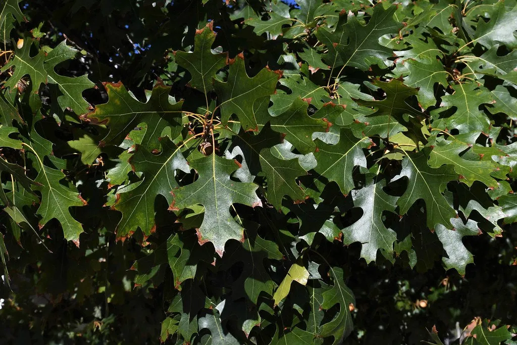 Texas Red Oak  1 Oz  15 Seeds  Buckley’s Oak  Quercus buckleyi